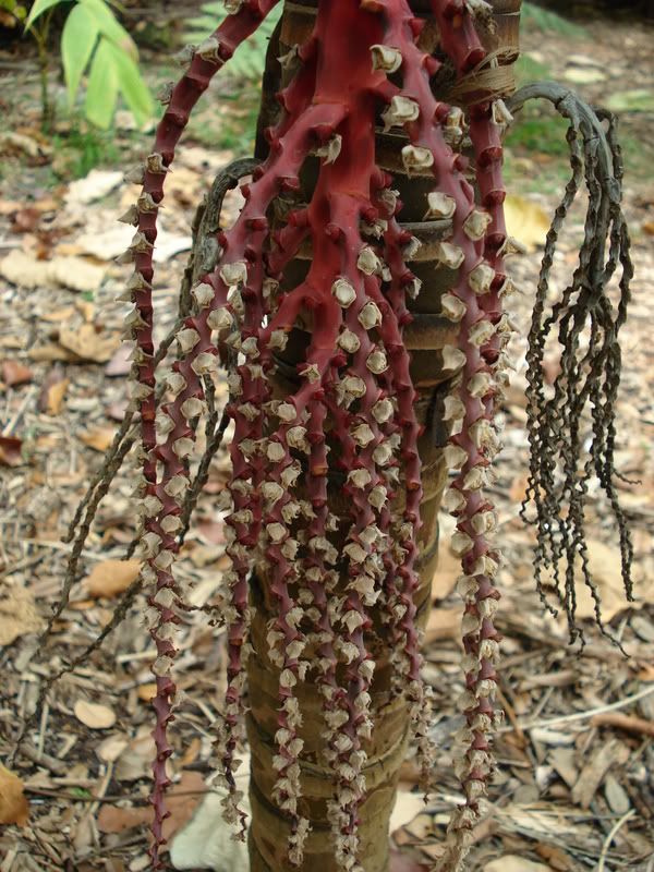 PInangacaesia.jpg