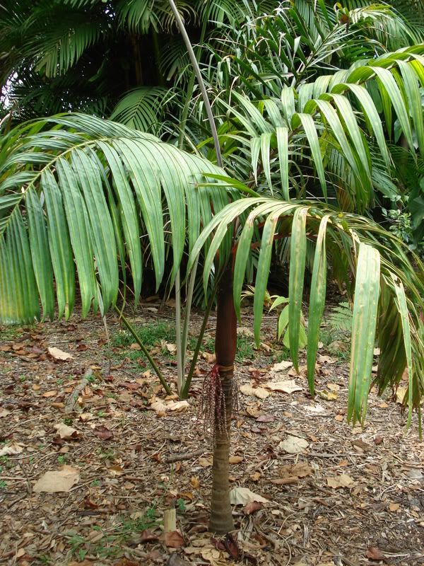 PInangacaesia1.jpg