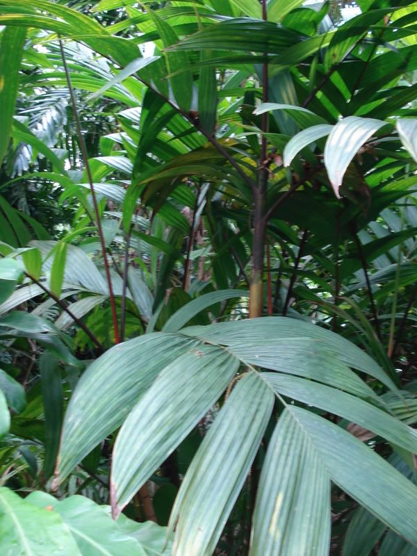 Pinangasp-1.jpg