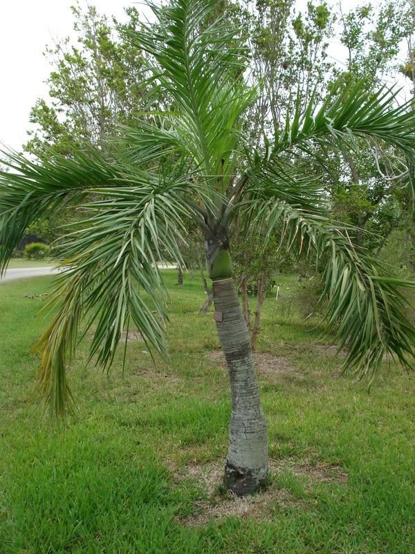 Pseudophoenixsargentii1.jpg