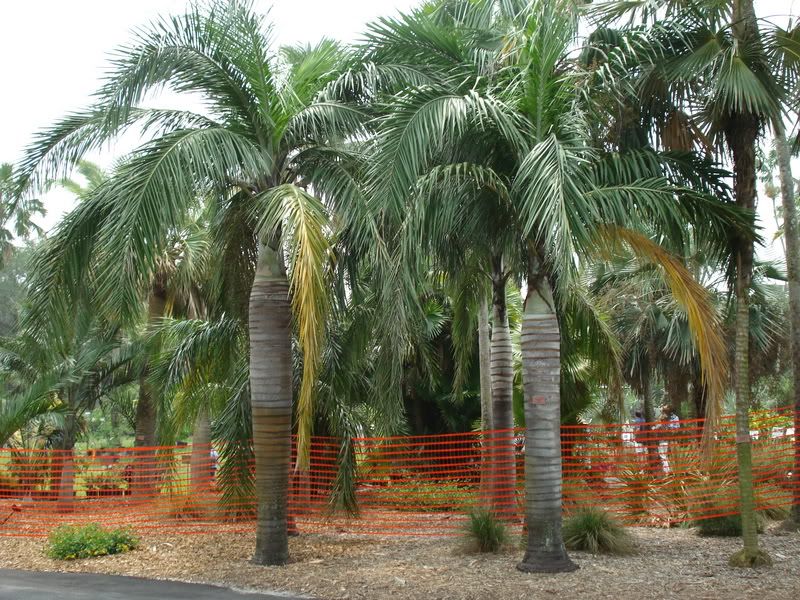 Pseudophoenixvinifera.jpg