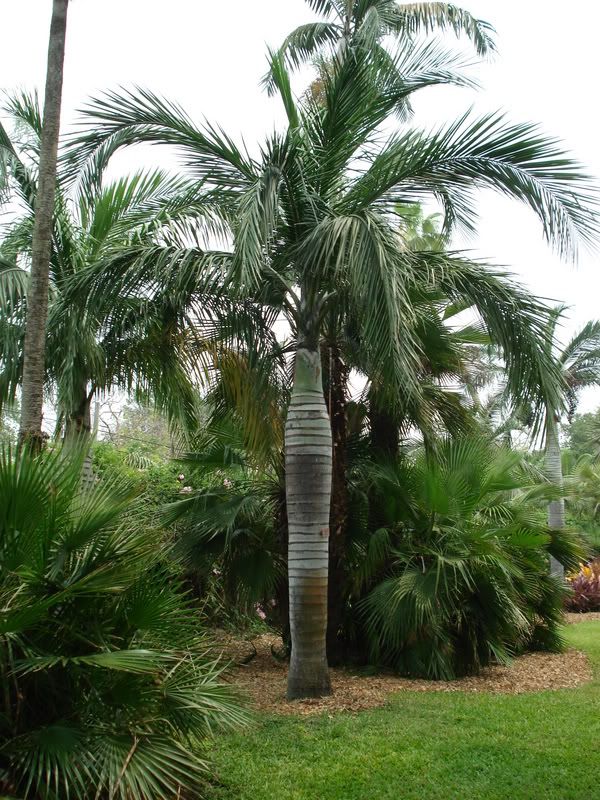 Pseudophoenixvinifera1.jpg
