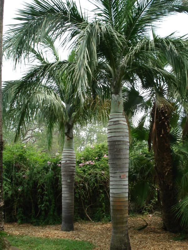 Pseudophoenixvinifera2.jpg
