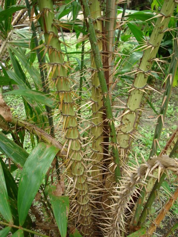 Salaccazalacca.jpg