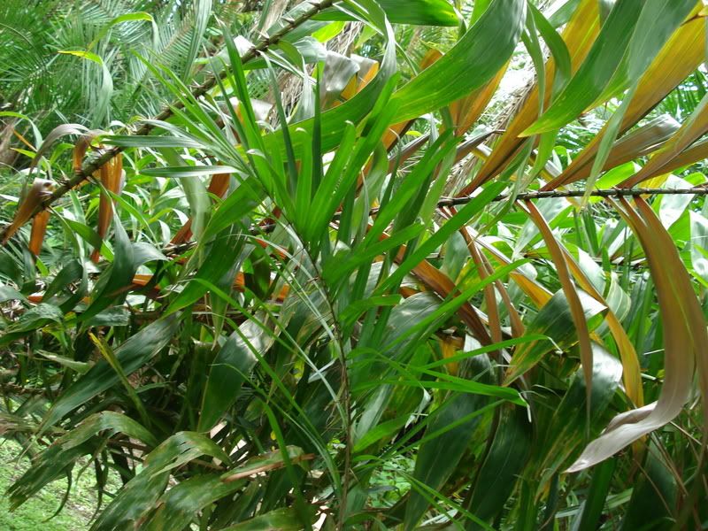 Salaccazalacca1.jpg