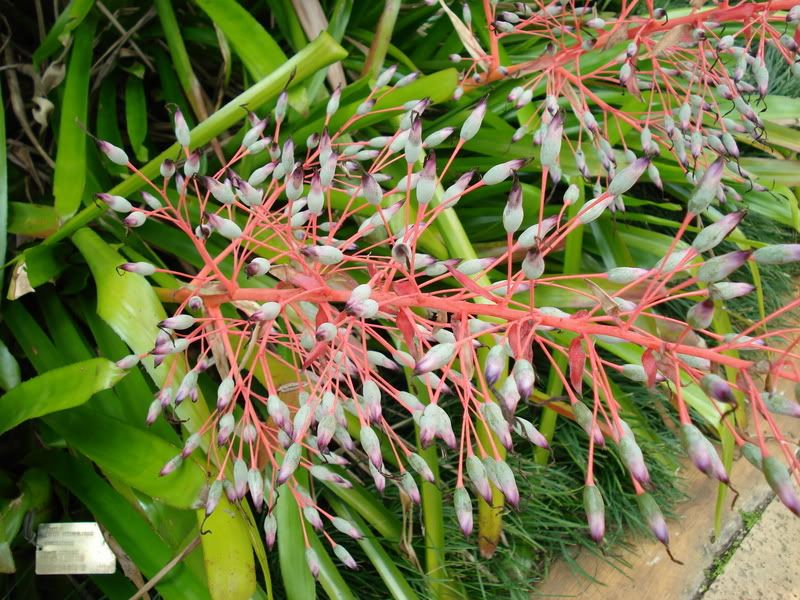 aflower.jpg