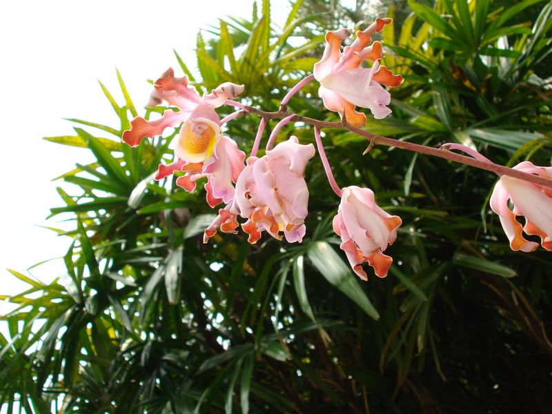 aorchid.jpg