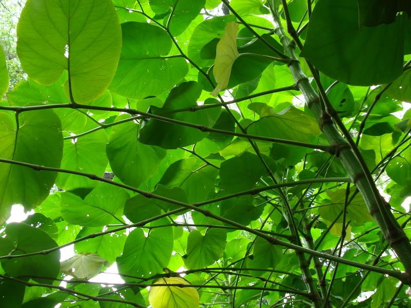 arainforestcanopy.jpg