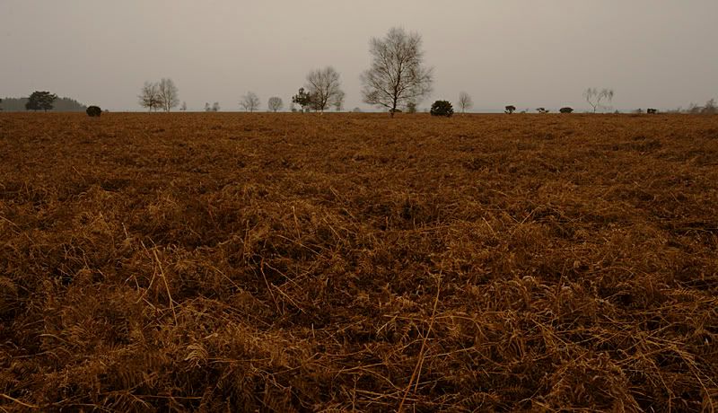 IMAGE: http://i13.photobucket.com/albums/a294/peteghia/2006%20New%20Forest%20Xmas/IMG_5242-lg.jpg