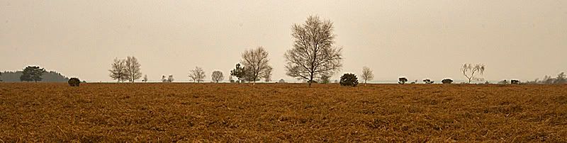 IMAGE: http://i13.photobucket.com/albums/a294/peteghia/2006%20New%20Forest%20Xmas/IMG_5242.jpg