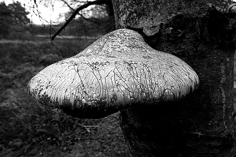 IMAGE: http://i13.photobucket.com/albums/a294/peteghia/2006%20New%20Forest%20Xmas/IMG_5266.jpg