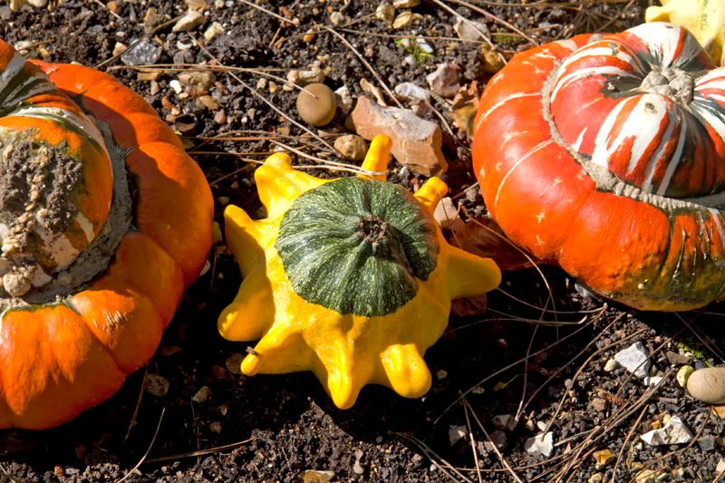 IMAGE: http://i13.photobucket.com/albums/a294/peteghia/2006%20RSOC%20IOW/Osborne%20House/IMG_2452.jpg