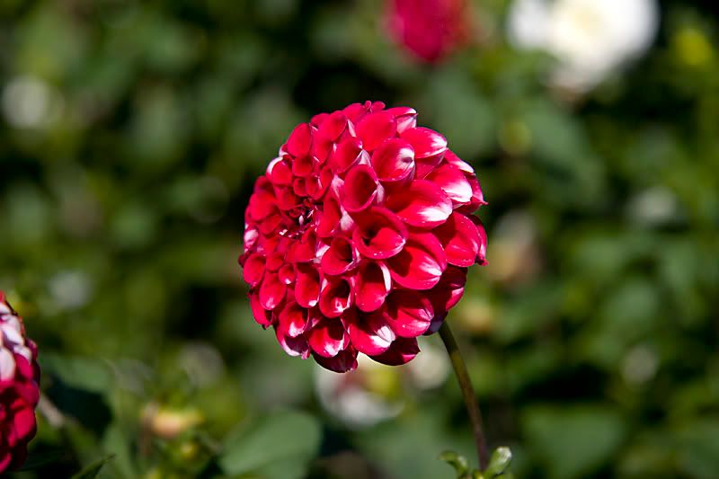 IMAGE: http://i13.photobucket.com/albums/a294/peteghia/2006%20RSOC%20IOW/Osborne%20House/IMG_2474.jpg