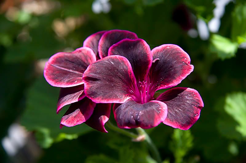 IMAGE: http://i13.photobucket.com/albums/a294/peteghia/2006%20RSOC%20IOW/Osborne%20House/IMG_2487.jpg