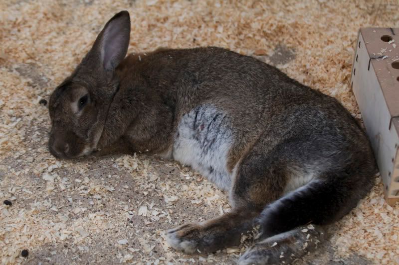 IMAGE: http://i13.photobucket.com/albums/a294/peteghia/Beale%20Park/IMG_2100.jpg