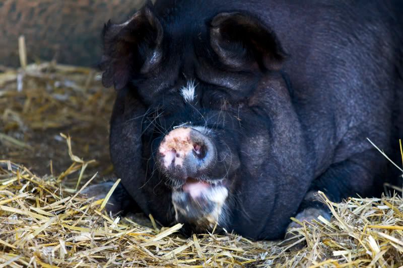 IMAGE: http://i13.photobucket.com/albums/a294/peteghia/Beale%20Park/IMG_2129.jpg