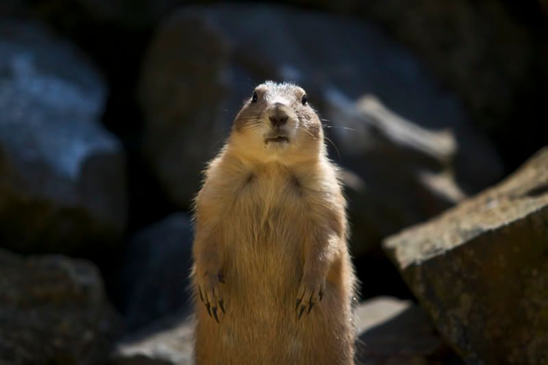 IMAGE: http://i13.photobucket.com/albums/a294/peteghia/Beale%20Park/IMG_2189.jpg