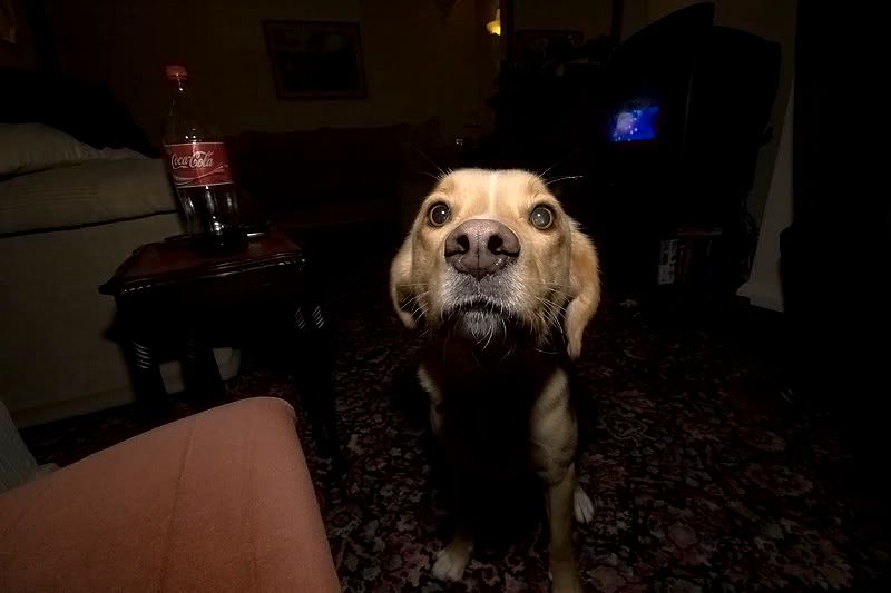 IMAGE: http://i13.photobucket.com/albums/a294/peteghia/Darren/IMG_4821.jpg