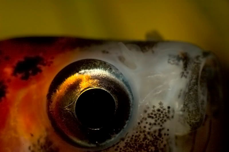 IMAGE: http://i13.photobucket.com/albums/a294/peteghia/Darren/IMG_4872.jpg