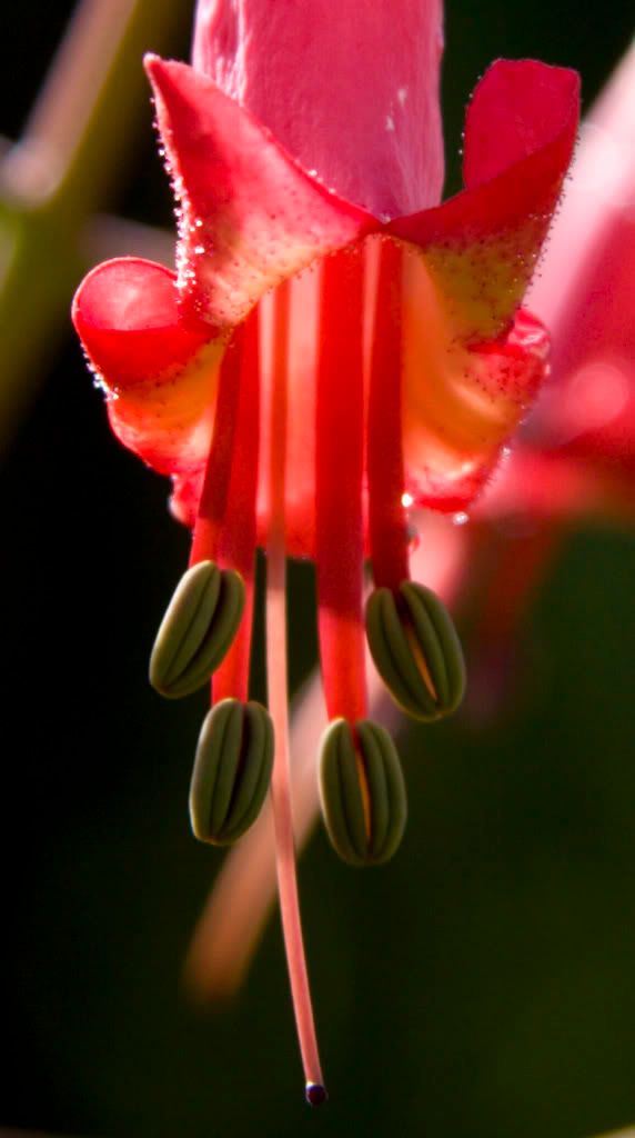 IMAGE: http://i13.photobucket.com/albums/a294/peteghia/IMG_1890.jpg