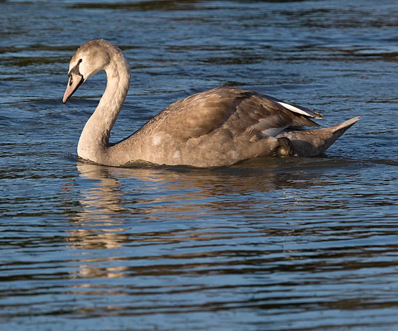 IMAGE: http://i13.photobucket.com/albums/a294/peteghia/Pangbourne%20Meadow/IMG_5651.jpg