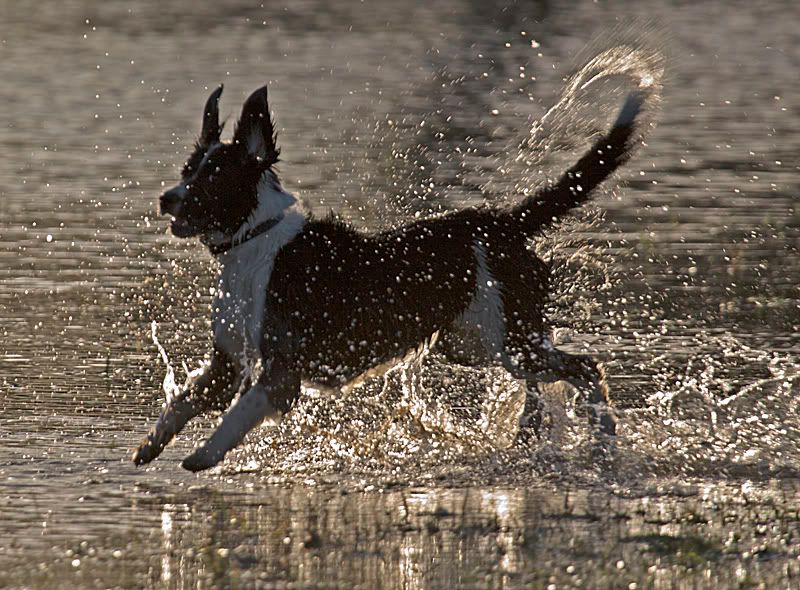 IMAGE: http://i13.photobucket.com/albums/a294/peteghia/Pangbourne%20Meadow/IMG_5665.jpg