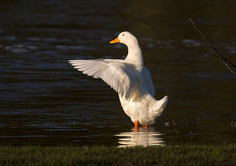 IMAGE: http://i13.photobucket.com/albums/a294/peteghia/Pangbourne%20Meadow/IMG_5694.jpg