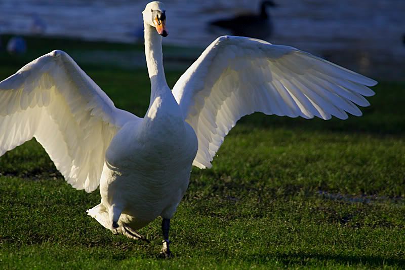 IMAGE: http://i13.photobucket.com/albums/a294/peteghia/Pangbourne%20Meadow/IMG_5696.jpg