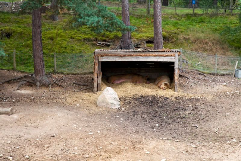 IMAGE: http://i13.photobucket.com/albums/a294/peteghia/Scotland-2006/IMG_1715.jpg