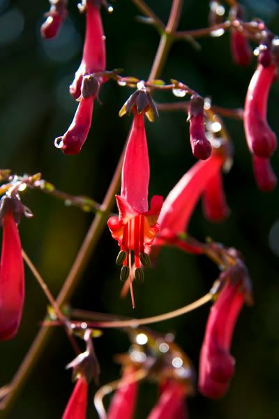 IMAGE: http://i13.photobucket.com/albums/a294/peteghia/Scotland-2006/IMG_1890.jpg