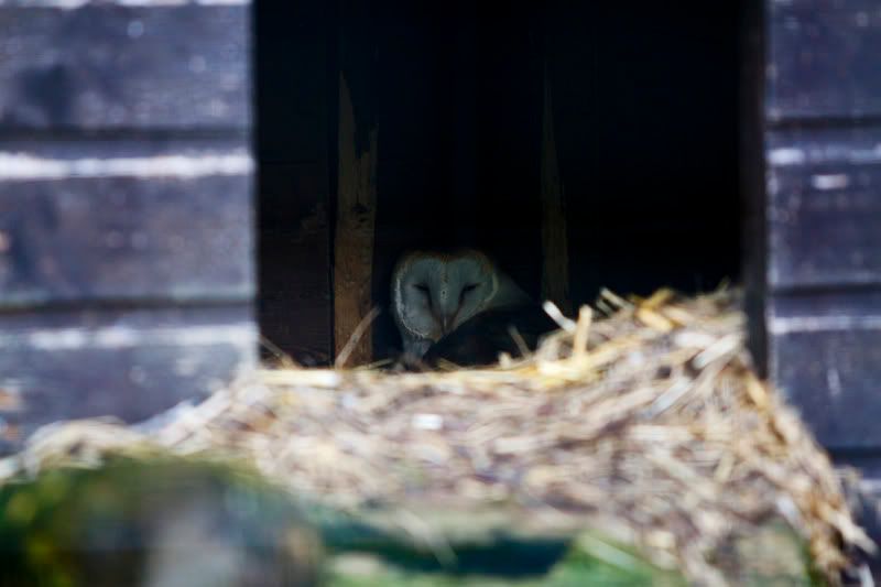 IMAGE: http://i13.photobucket.com/albums/a294/peteghia/Scotland-2006/IMG_2078.jpg