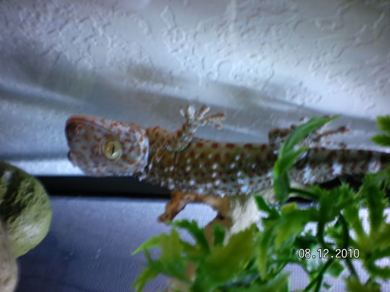 NewTokay003.jpg
