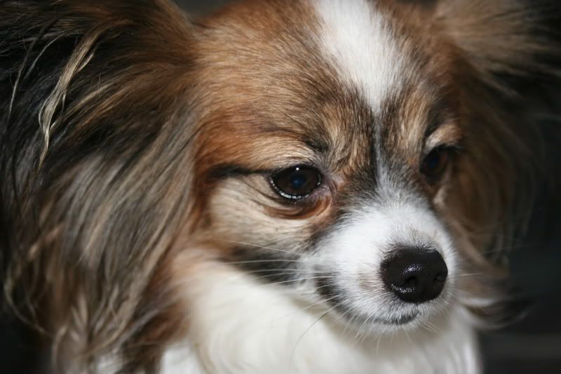 dog.jpg
