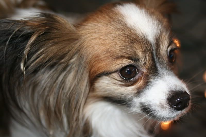 dog2.jpg