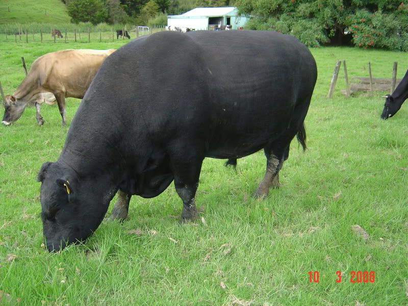 Finishing our first grass fed steer - Cattle