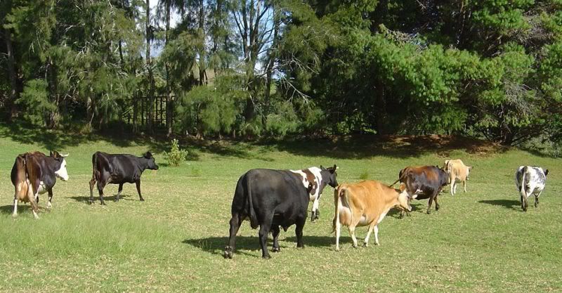 Grassfed only milk cow? - Cattle