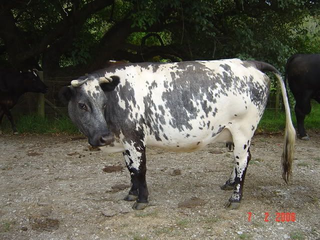 Grassfed only milk cow? - Cattle