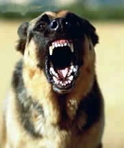 aggressive german shepherd