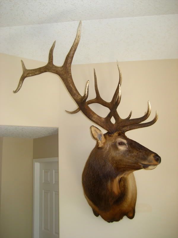 Help!! I need ideas for elk mounts