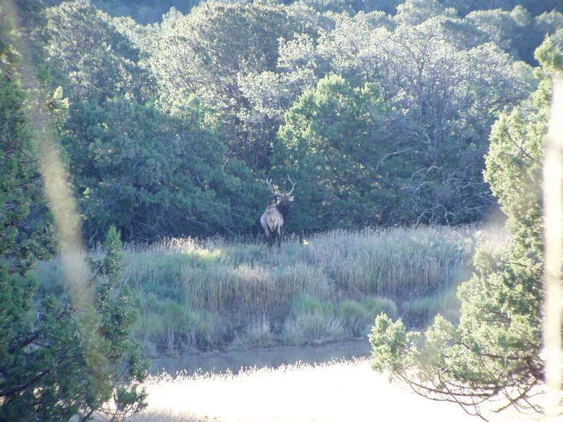 New Mexico Mule Deer Public Land DIY 2 Cool Fishing Forum