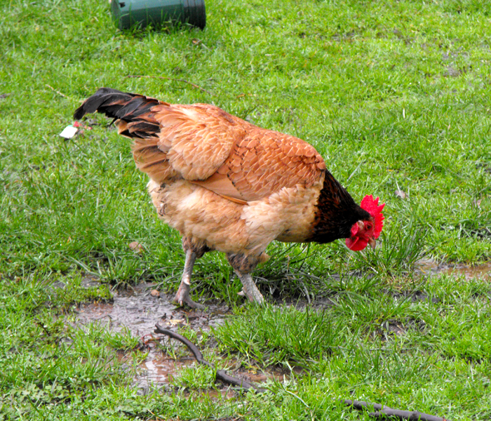 Backyard Poultry Forum • View topic - Is this common for hens without a