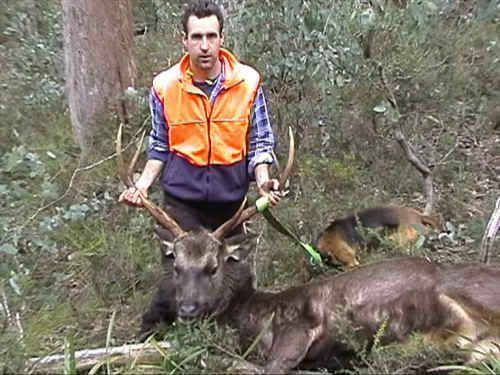 my26stag.jpg