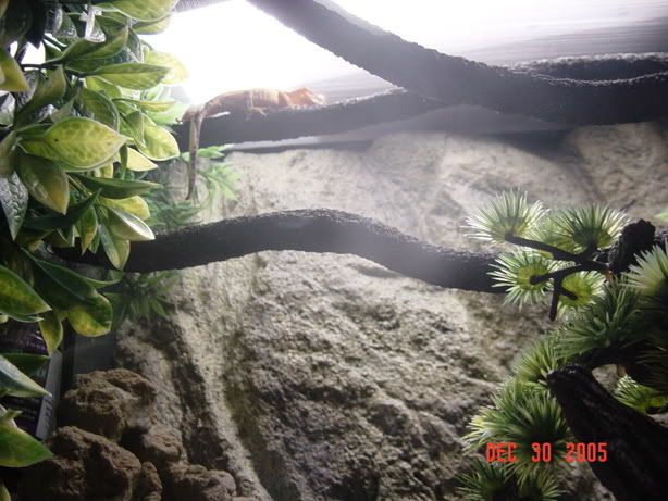 nessie127.jpg
