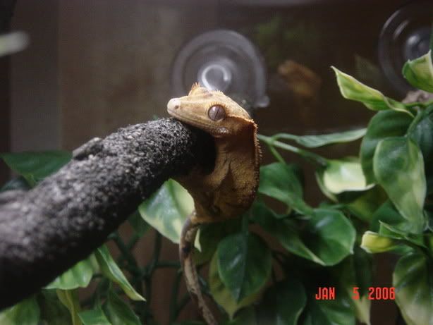 nessie137.jpg