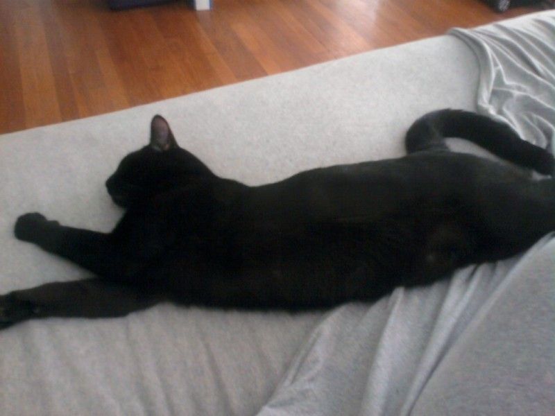 Mellow Cats The Count Ossie And The Warrickas Monto And The Cyclones Rock A Man Soul Lazy Lou Mellow Cats The Count Ossie And The Warrickas Monto And The Cyclones Rock A Man Soul Lazy Lou