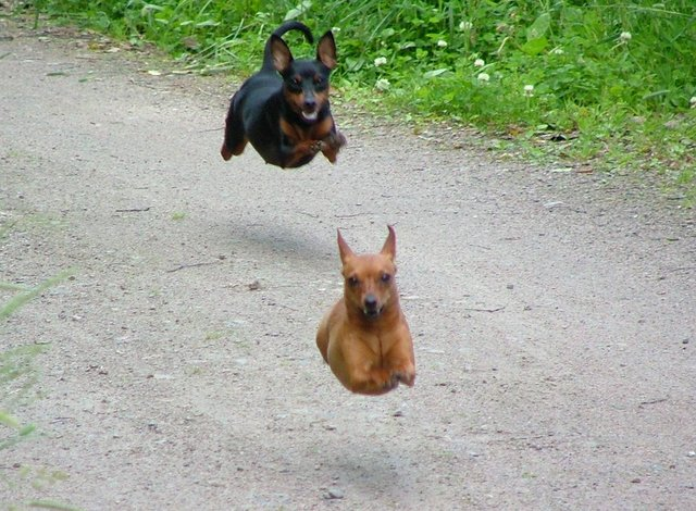 flyingdogs.png