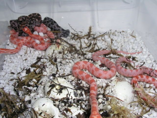 babies73.jpg