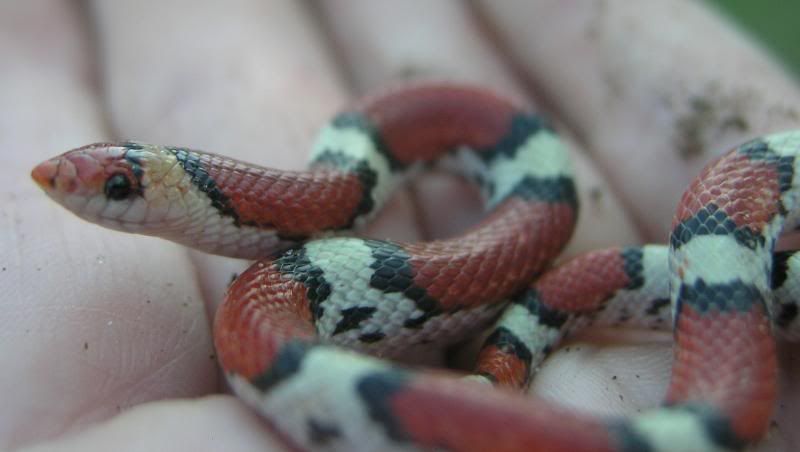 littlesnake004.jpg