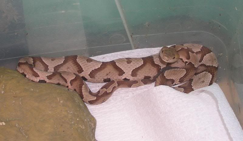 copperhead002.jpg