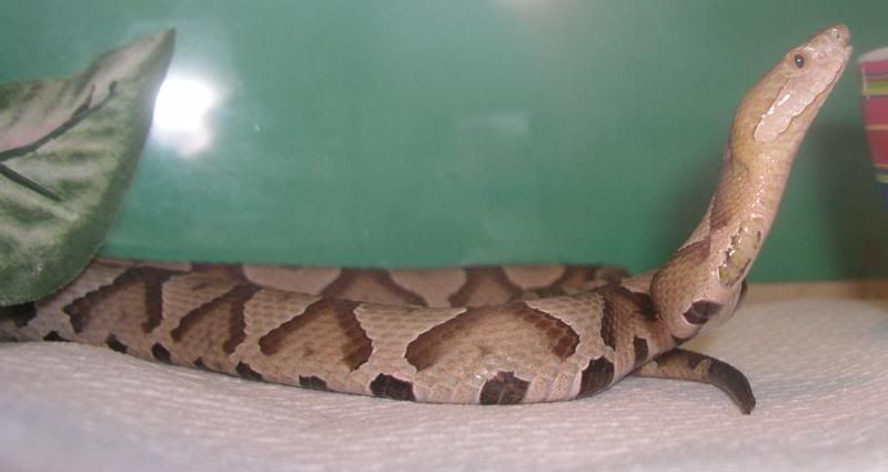 copperheadnbabies004.jpg